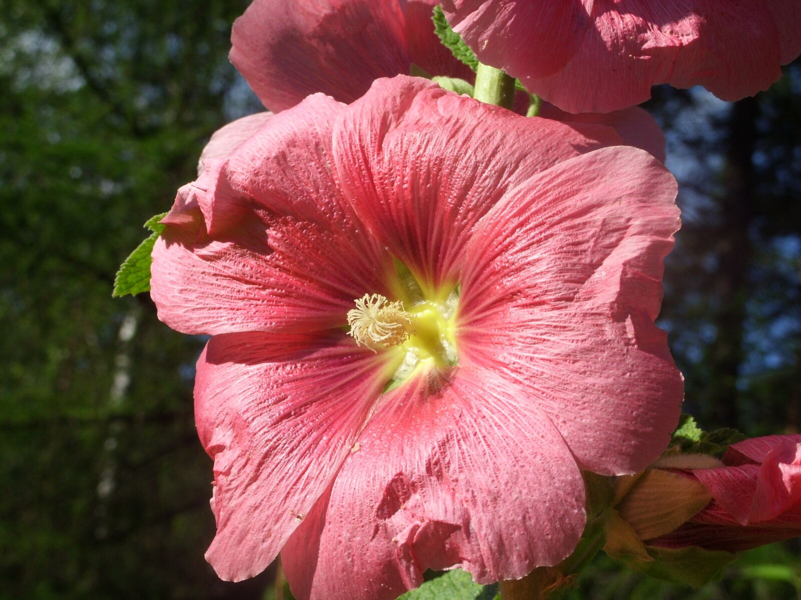 Samsung S850 sample photo. Summer, red, plant photography