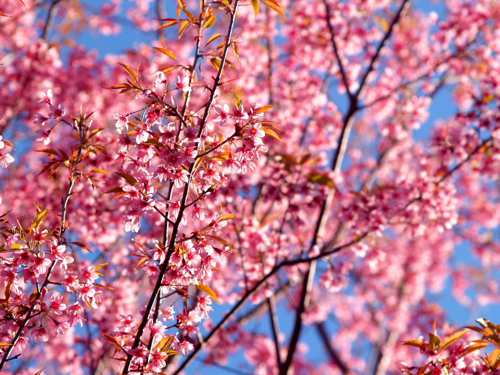 Olympus E-300 (EVOLT E-300) sample photo. Beautiful, bloom, blooming, blossom photography