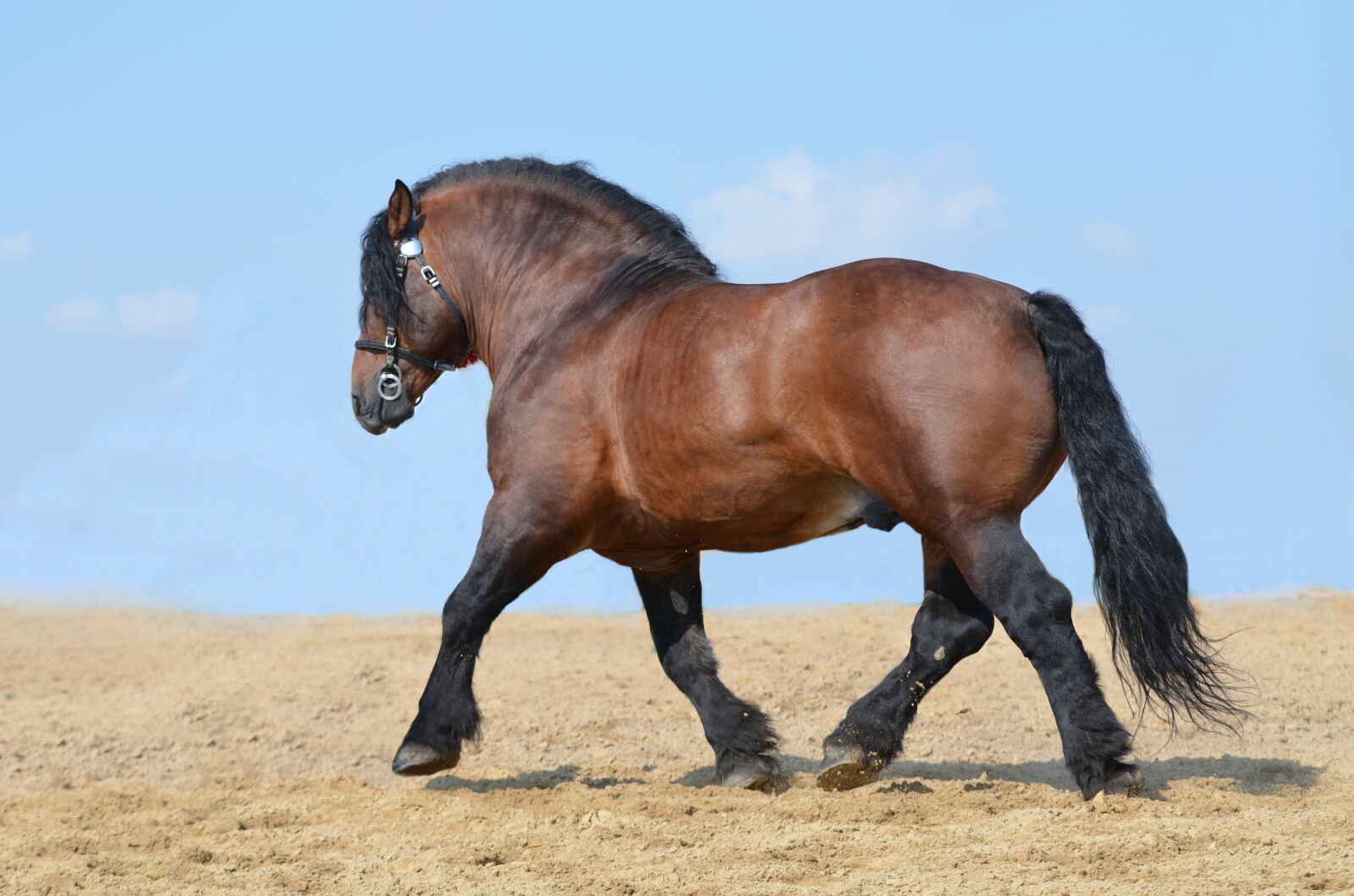 Nikon D5100 sample photo. Horse, equine, heavy draft photography