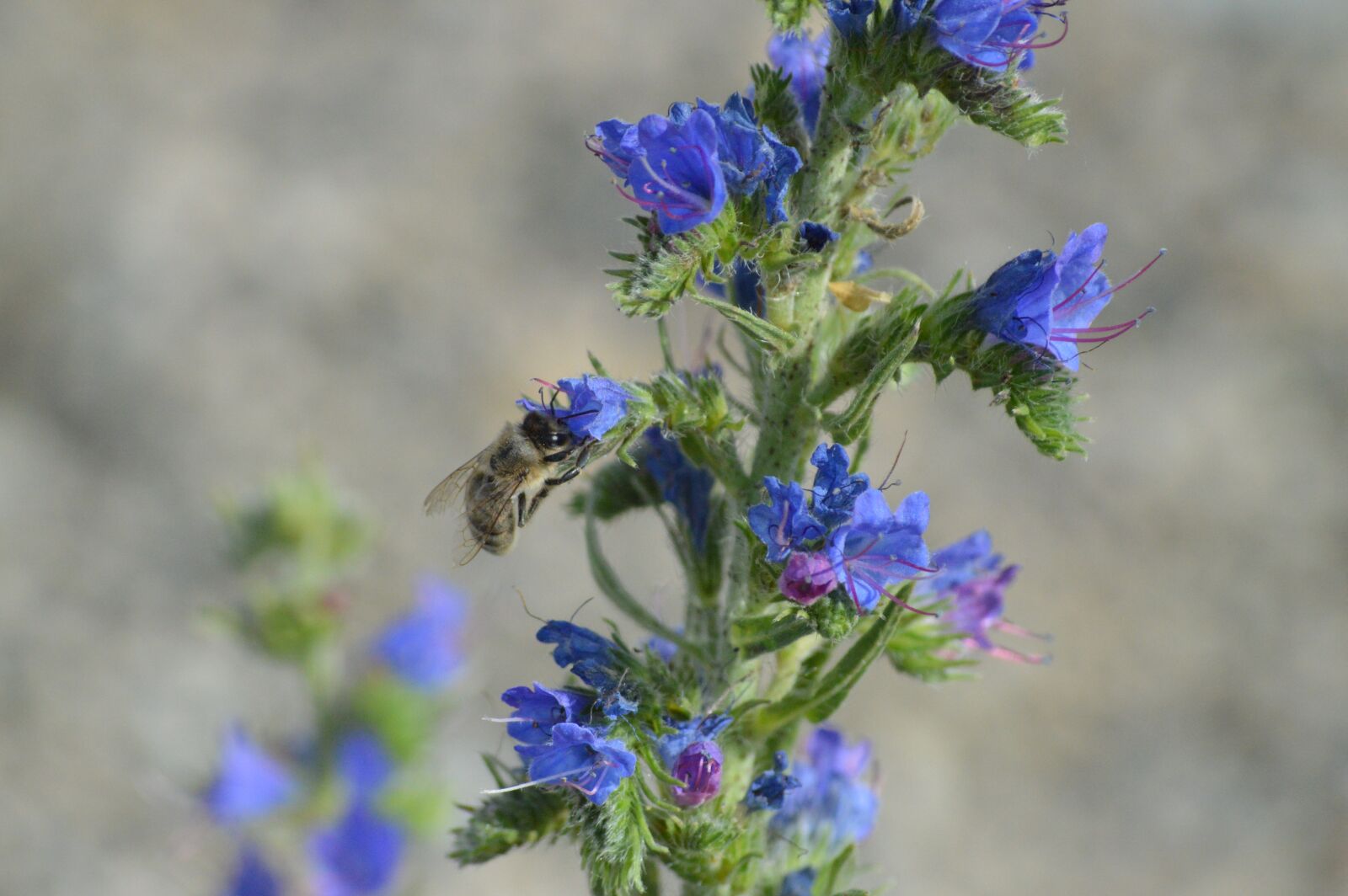 Nikon D3200 sample photo. Flower, bees, nature photography