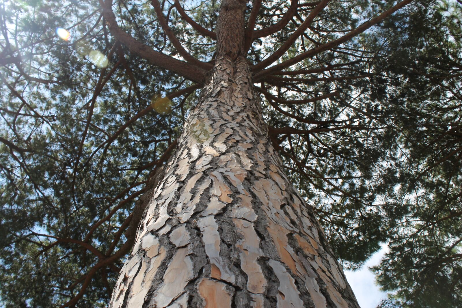Canon EOS 1100D (EOS Rebel T3 / EOS Kiss X50) sample photo. Pine, tree, ostia photography