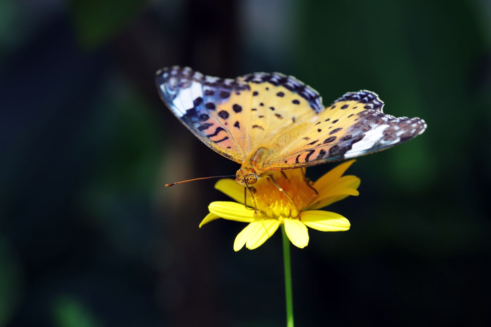 Canon EOS 6D Mark II sample photo. Butterfly, insects, nature photography