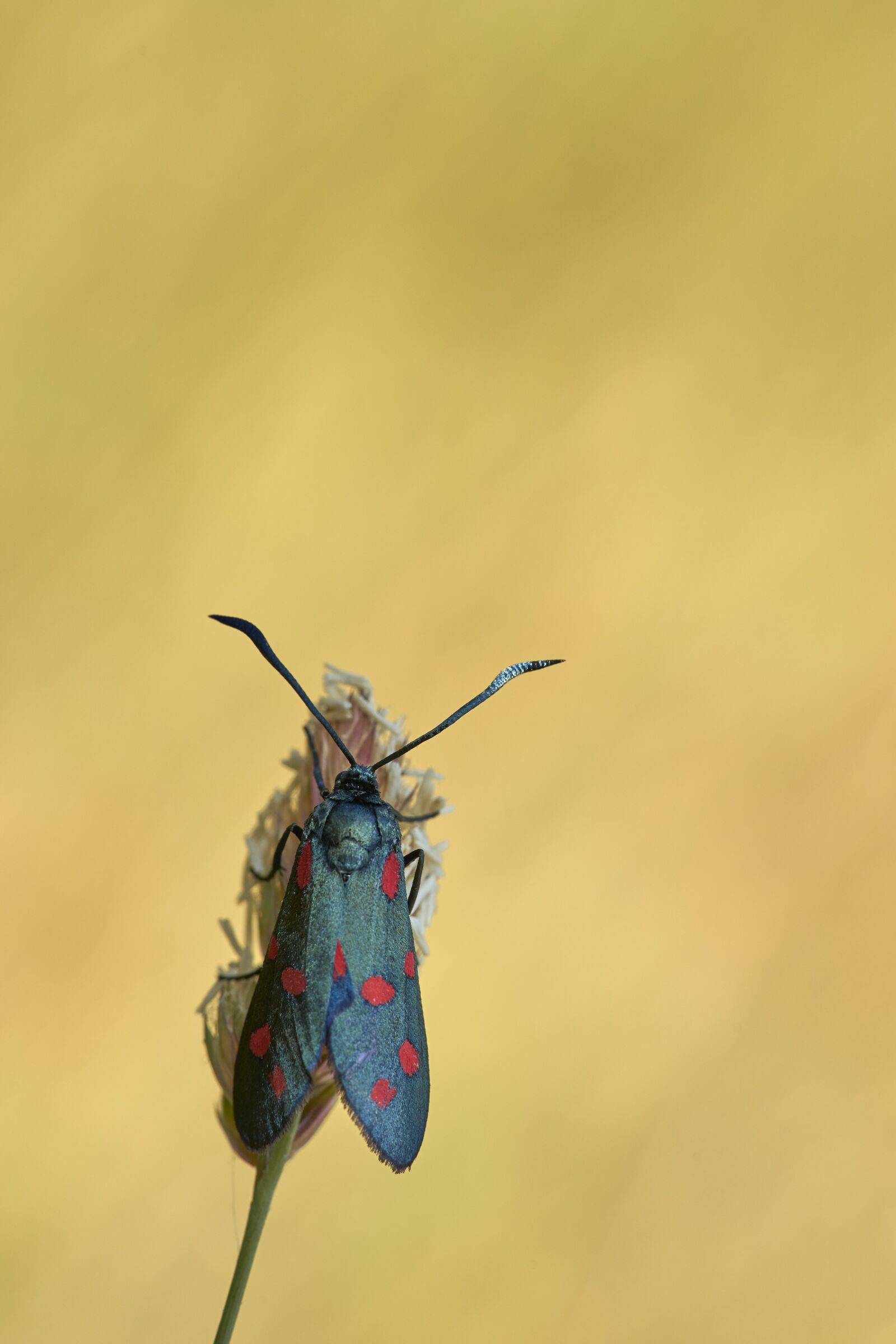 Sony a7 II + Sony FE 90mm F2.8 Macro G OSS sample photo. Burnet, moth, butterfly photography