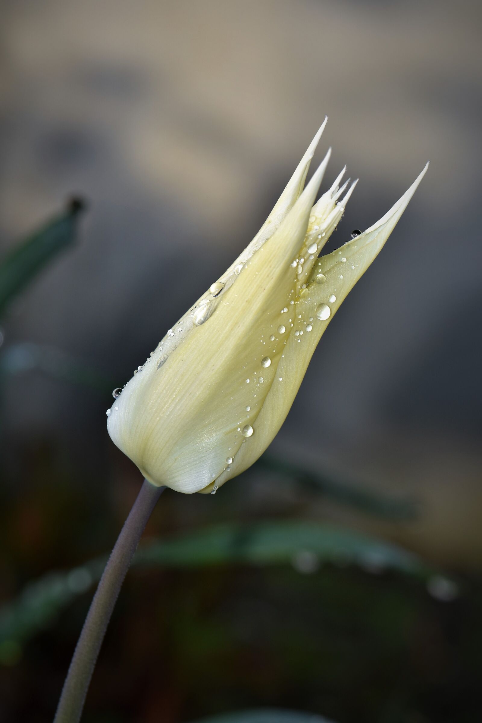Nikon D5500 sample photo. Tulips, flowers, cut flowers photography