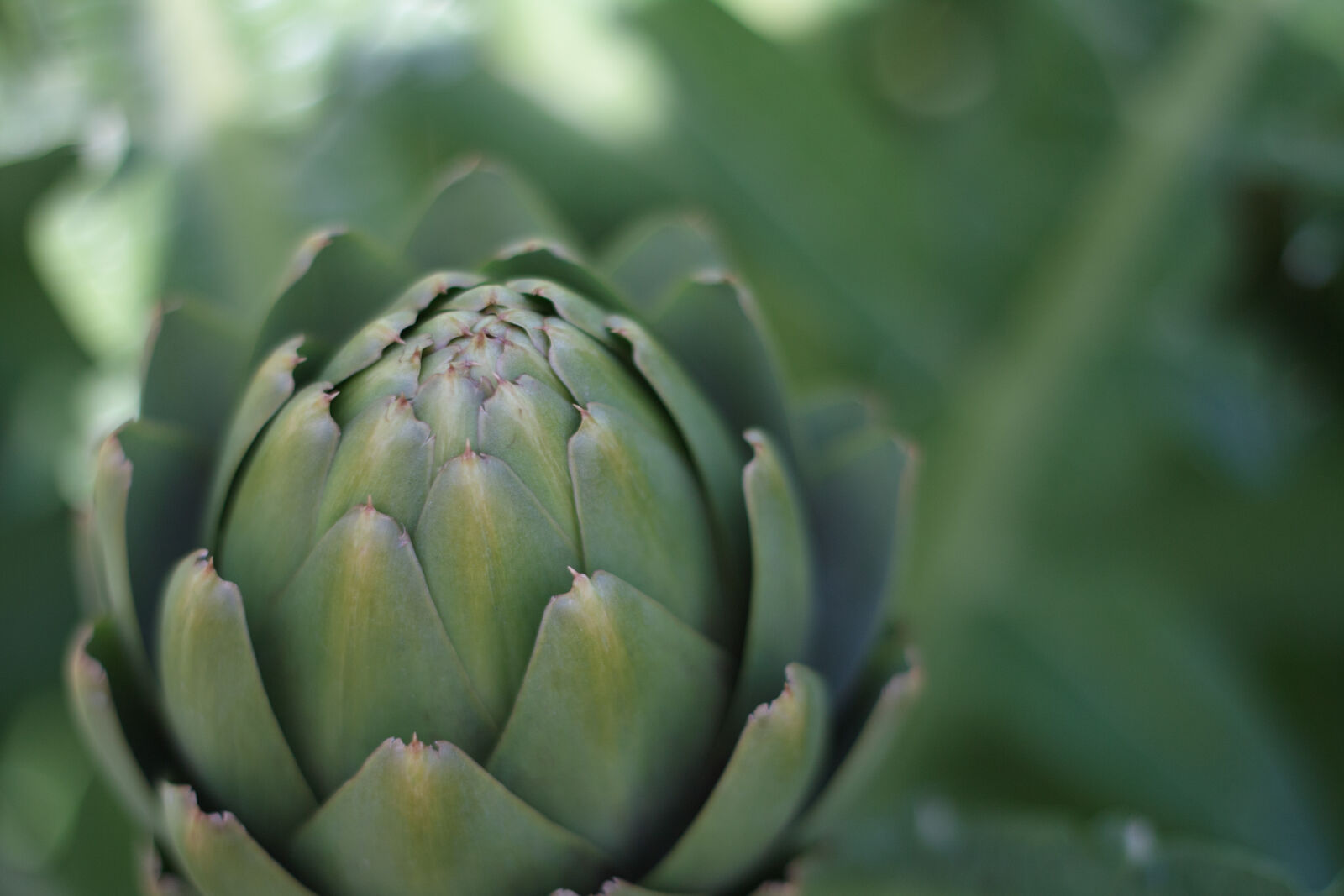 Canon EOS 450D (EOS Rebel XSi / EOS Kiss X2) sample photo. Nature, heart, earth, plant photography