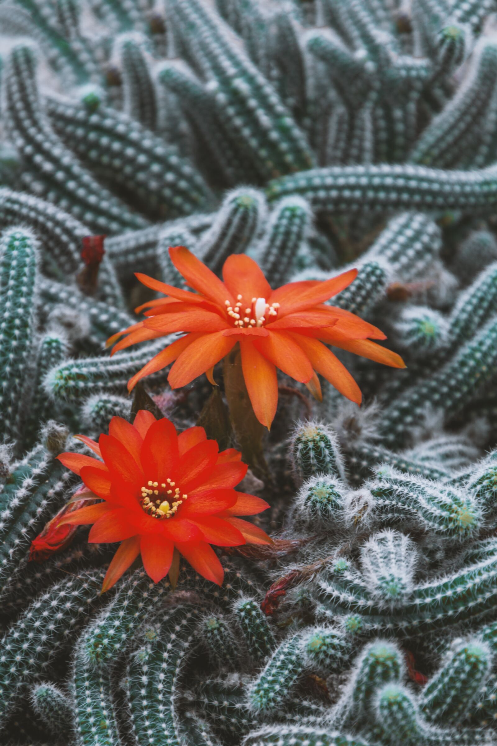 Canon EOS 70D sample photo. Cactus, flowers, beautiful photography