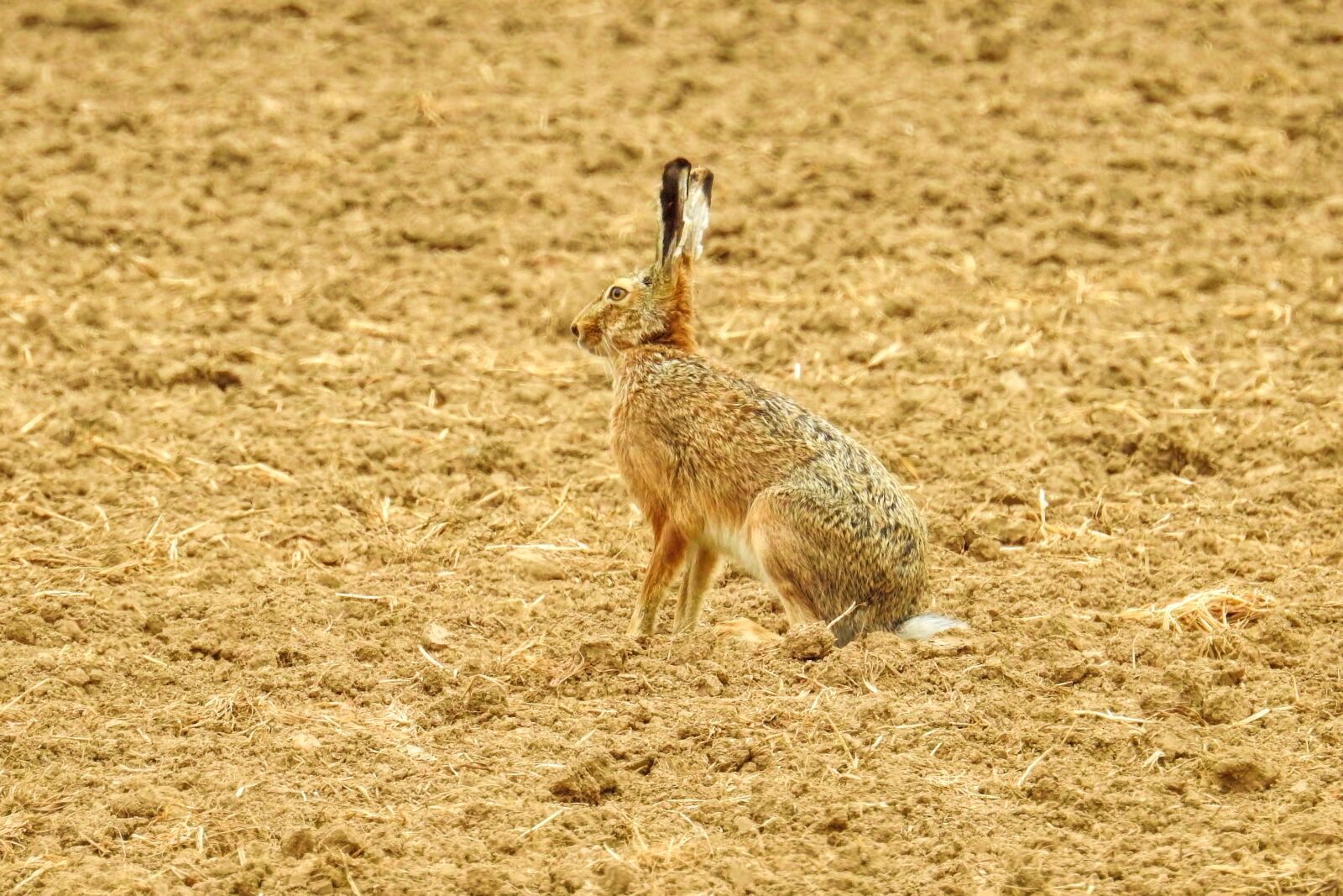 Nikon Coolpix P900 sample photo. Hare, animal, nature photography