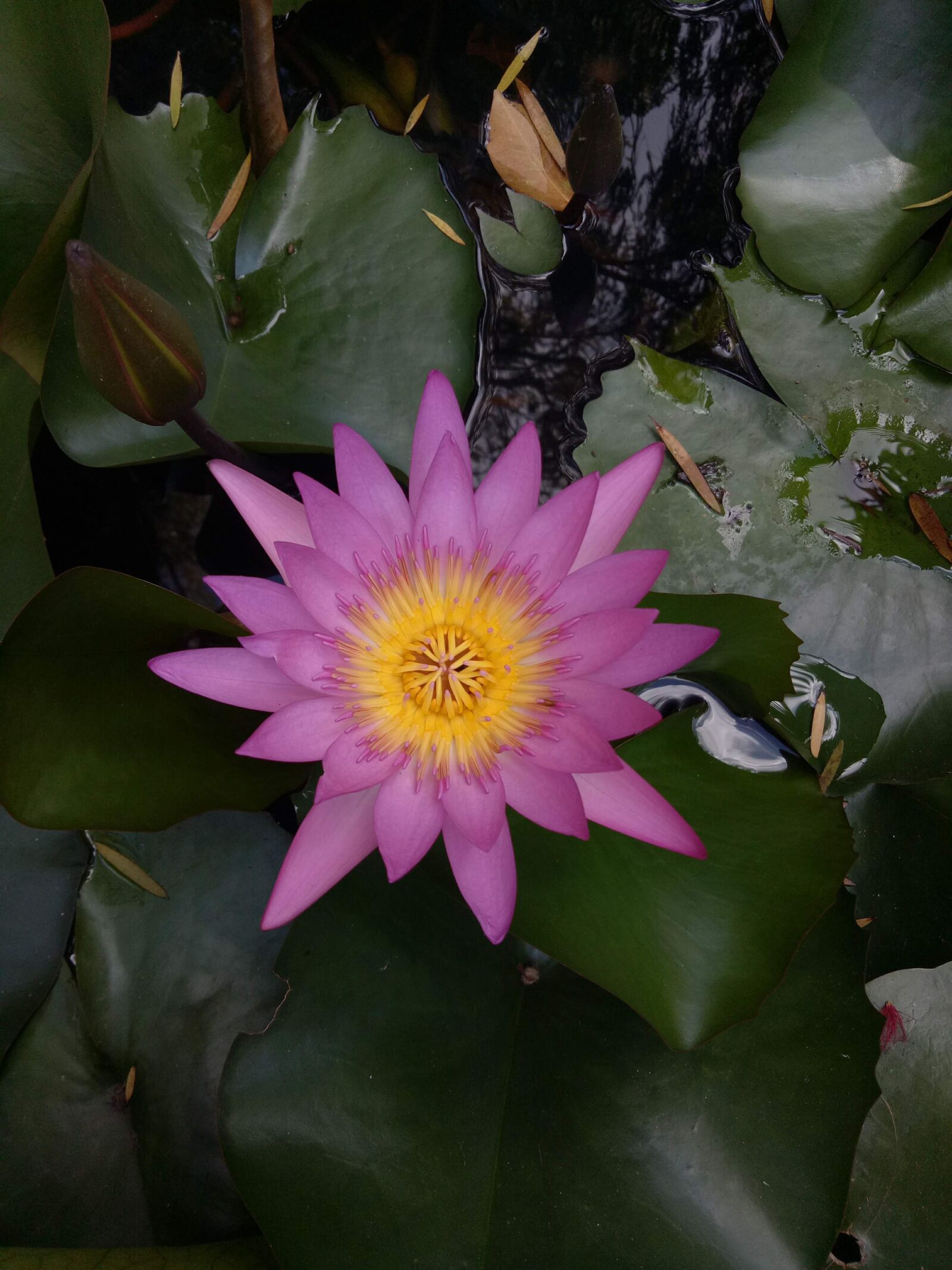 OPPO A1601 sample photo. Lily, violet, horn photography
