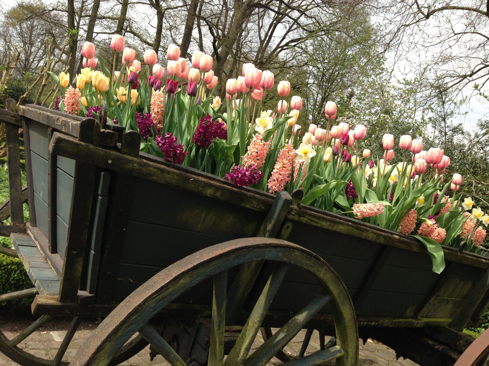 Apple iPhone 5 sample photo. Tulips, old, wheels photography