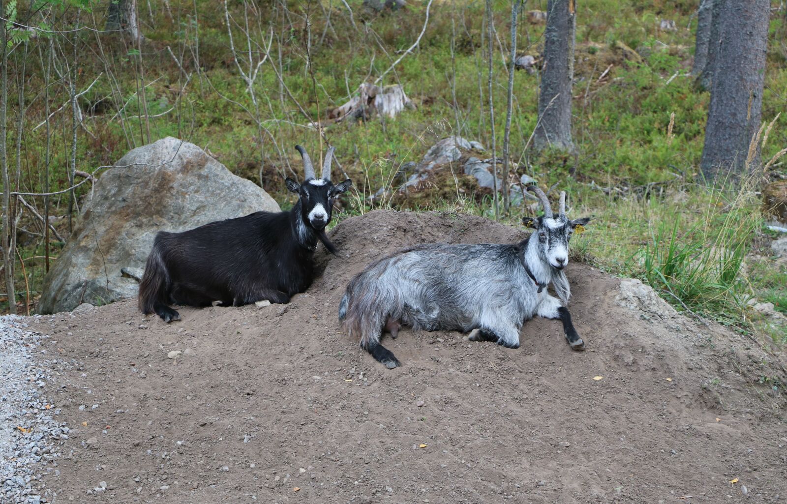 Canon EOS 750D (EOS Rebel T6i / EOS Kiss X8i) sample photo. Goat, culture, claus photography