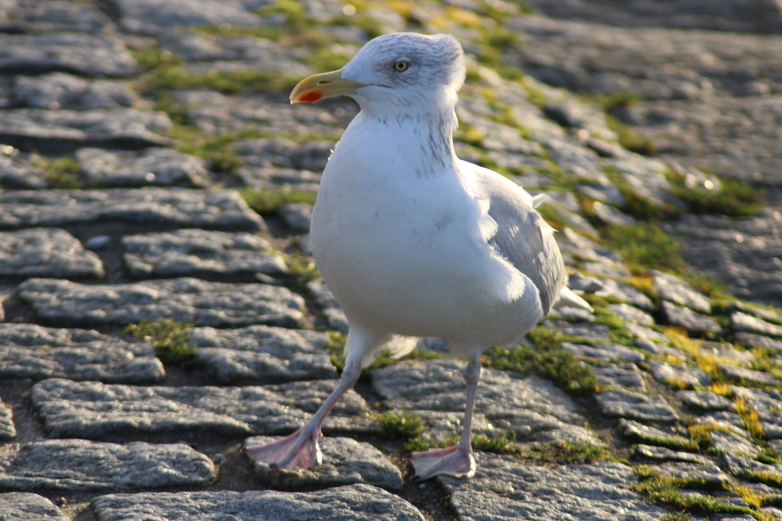 Canon EOS 2000D (EOS Rebel T7 / EOS Kiss X90 / EOS 1500D) sample photo. Bird, seagull sea, plumage photography