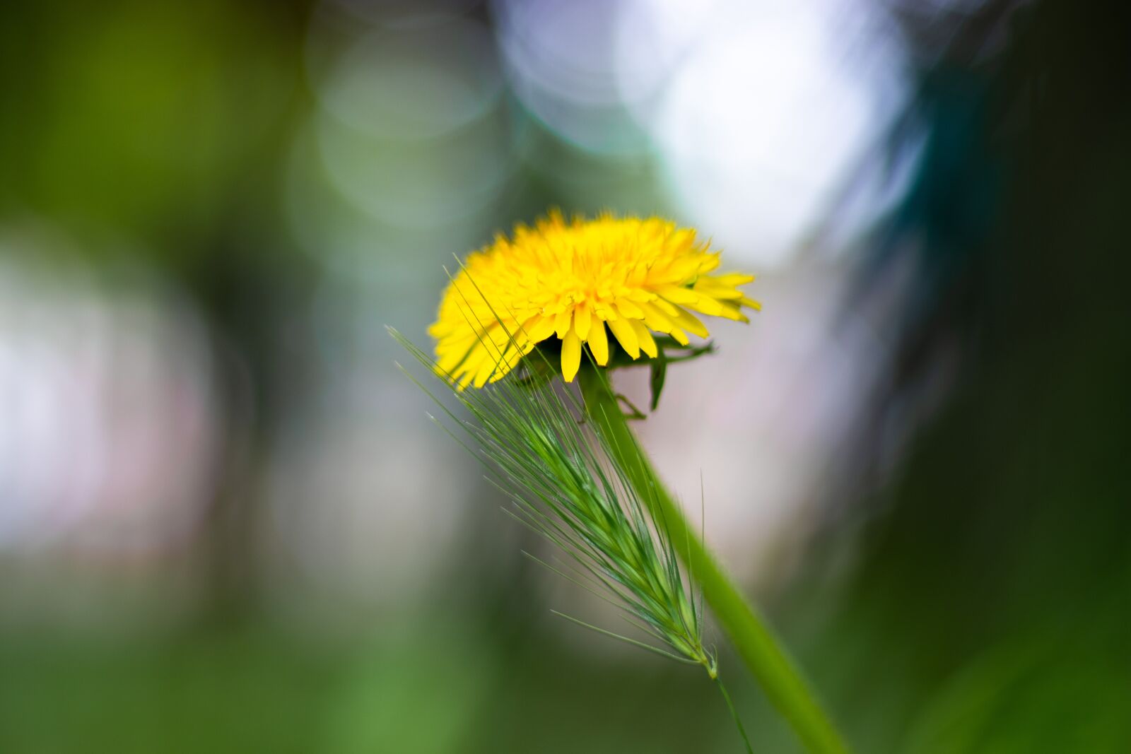 Canon EOS 200D (EOS Rebel SL2 / EOS Kiss X9) + Canon EF 50mm F1.8 STM sample photo. Flower, yellow, plant photography