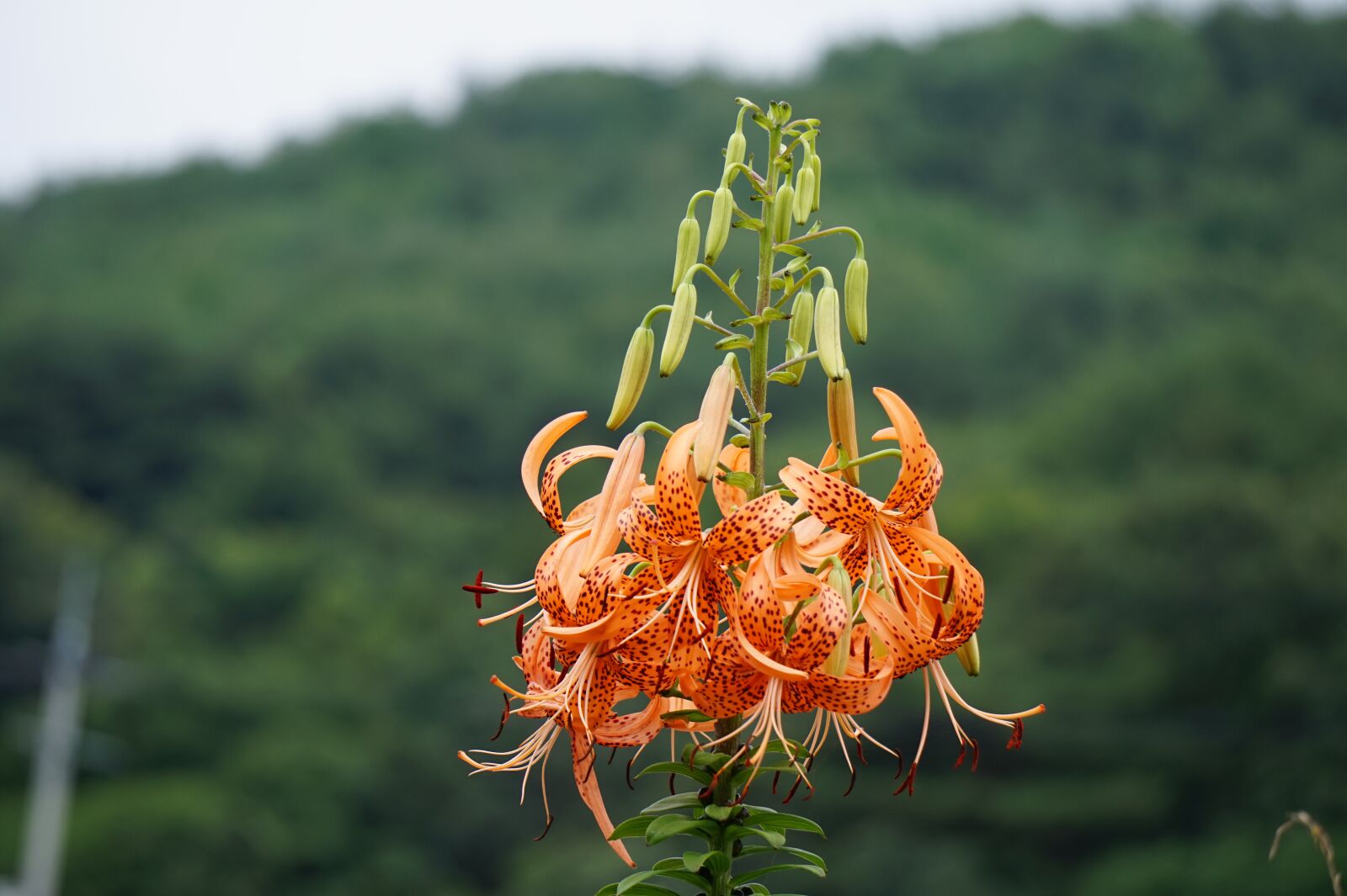 Sony Alpha a5000 (ILCE 5000) sample photo. Lilium lancifolium, beautiful, plant photography