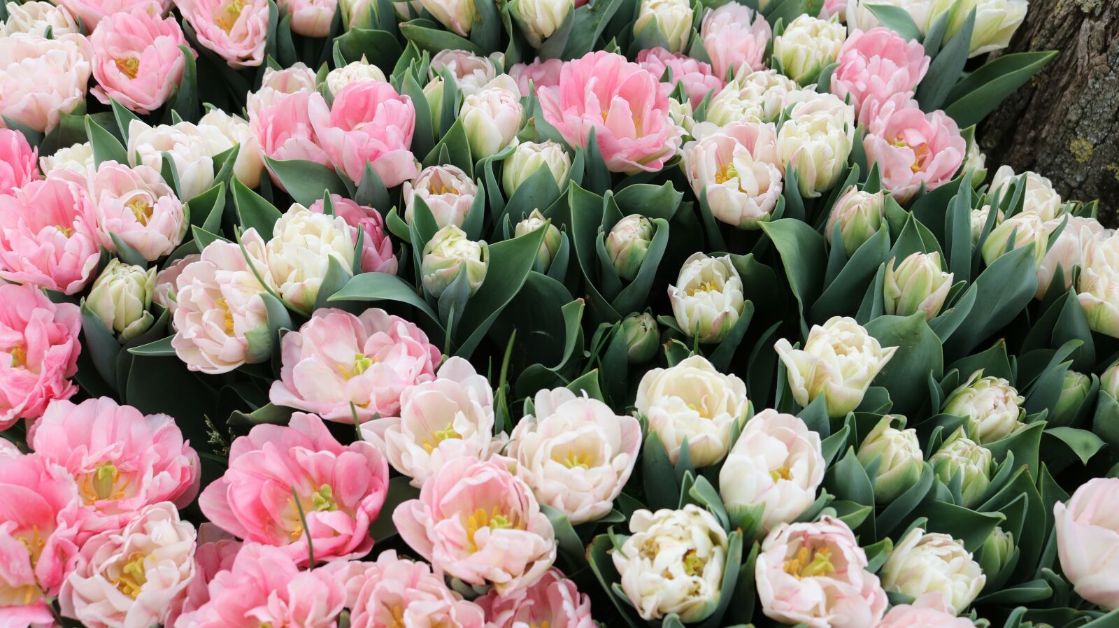 Canon EOS 750D (EOS Rebel T6i / EOS Kiss X8i) sample photo. Flower, tulip, plant photography