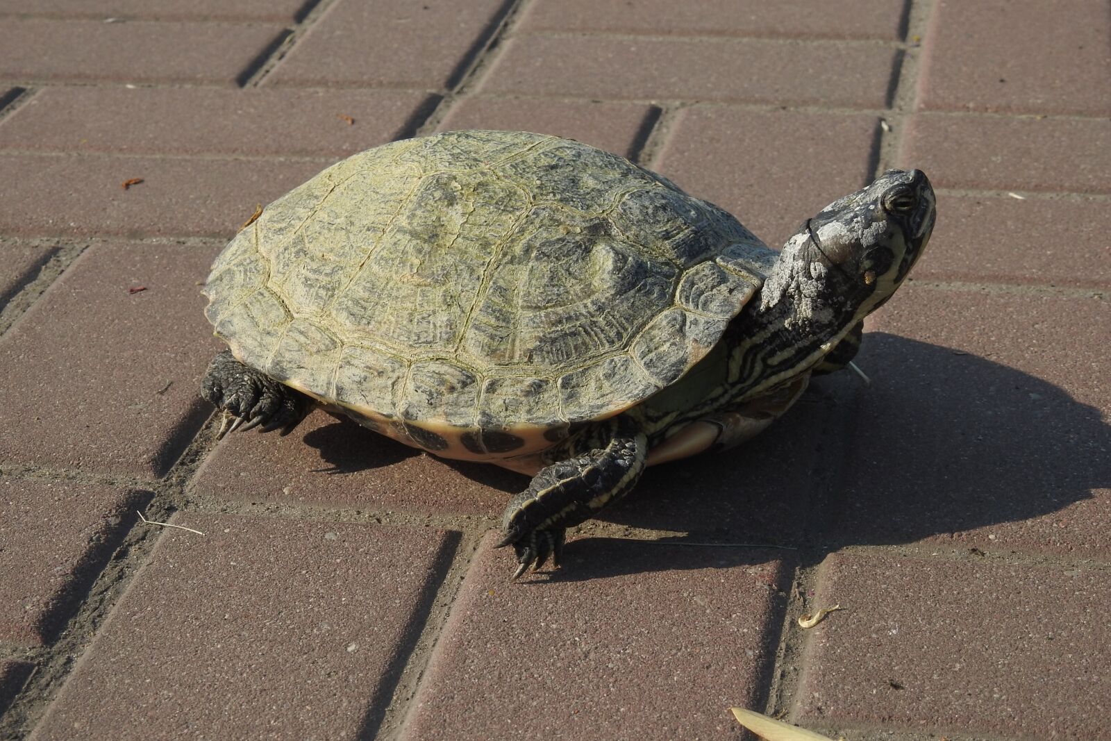 Nikon Coolpix P900 sample photo. Turtle, shell, nature photography