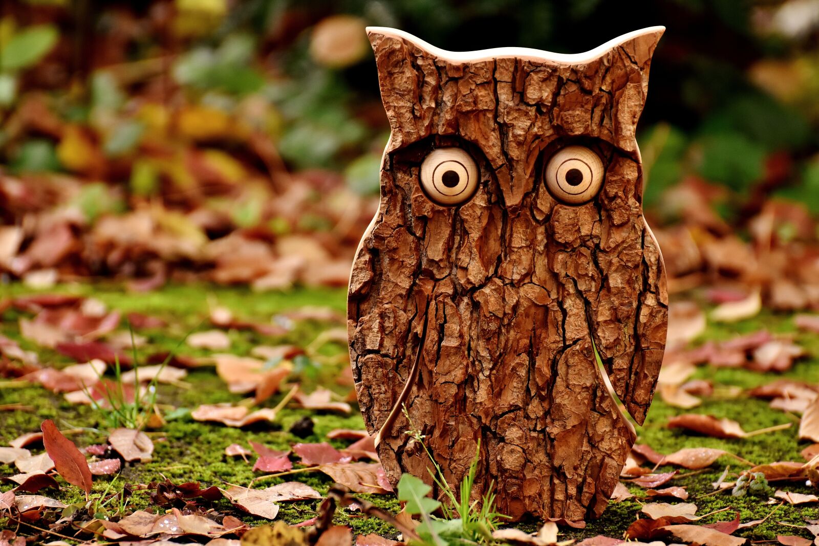 Nikon D7200 sample photo. Owl, tree bark, animal photography