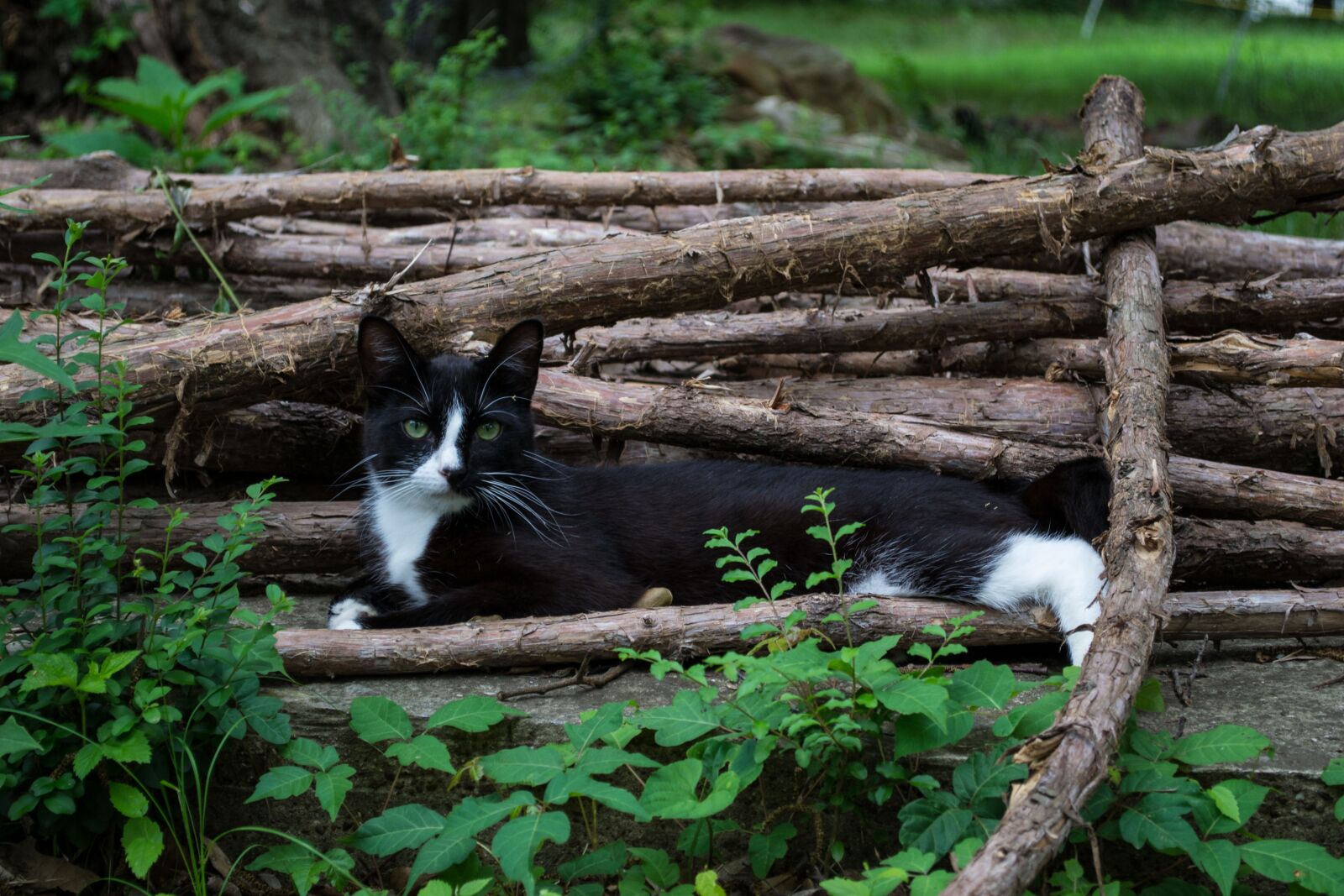 Nikon D3100 sample photo. Cat, nature, feline photography