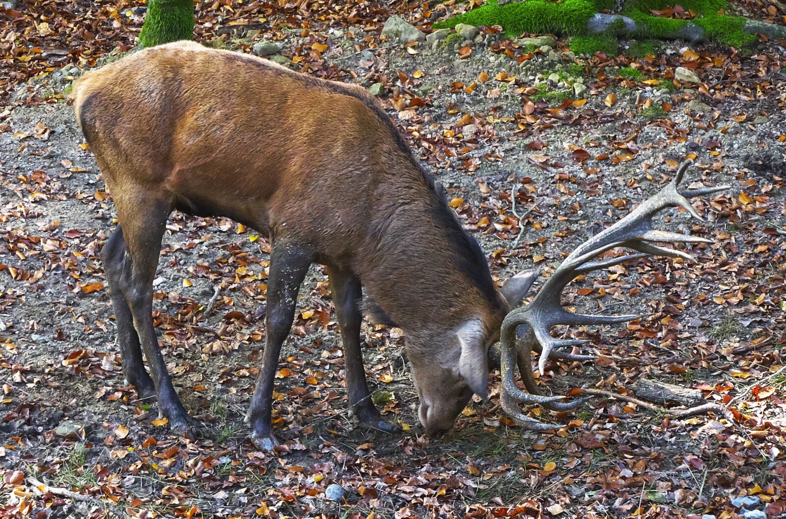 Panasonic Lumix DMC-FZ1000 sample photo. Red deer, antler, hirsch photography
