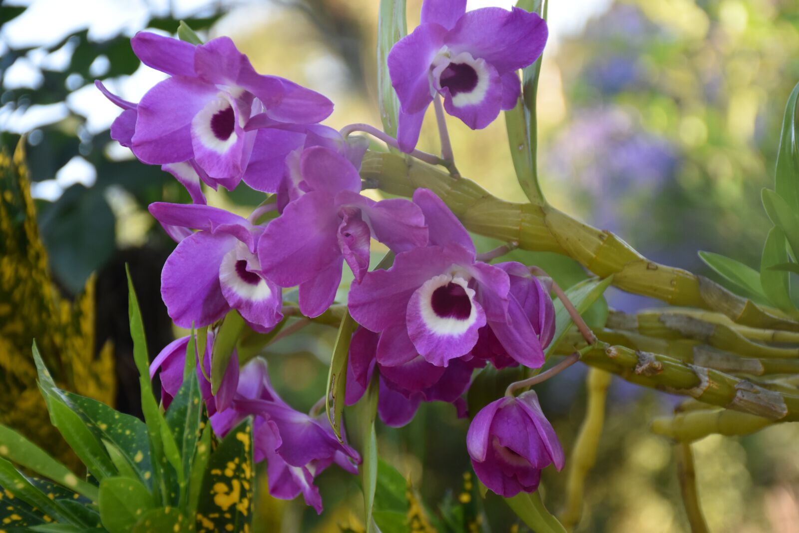Nikon D5600 sample photo. Orchids, garden, nature photography