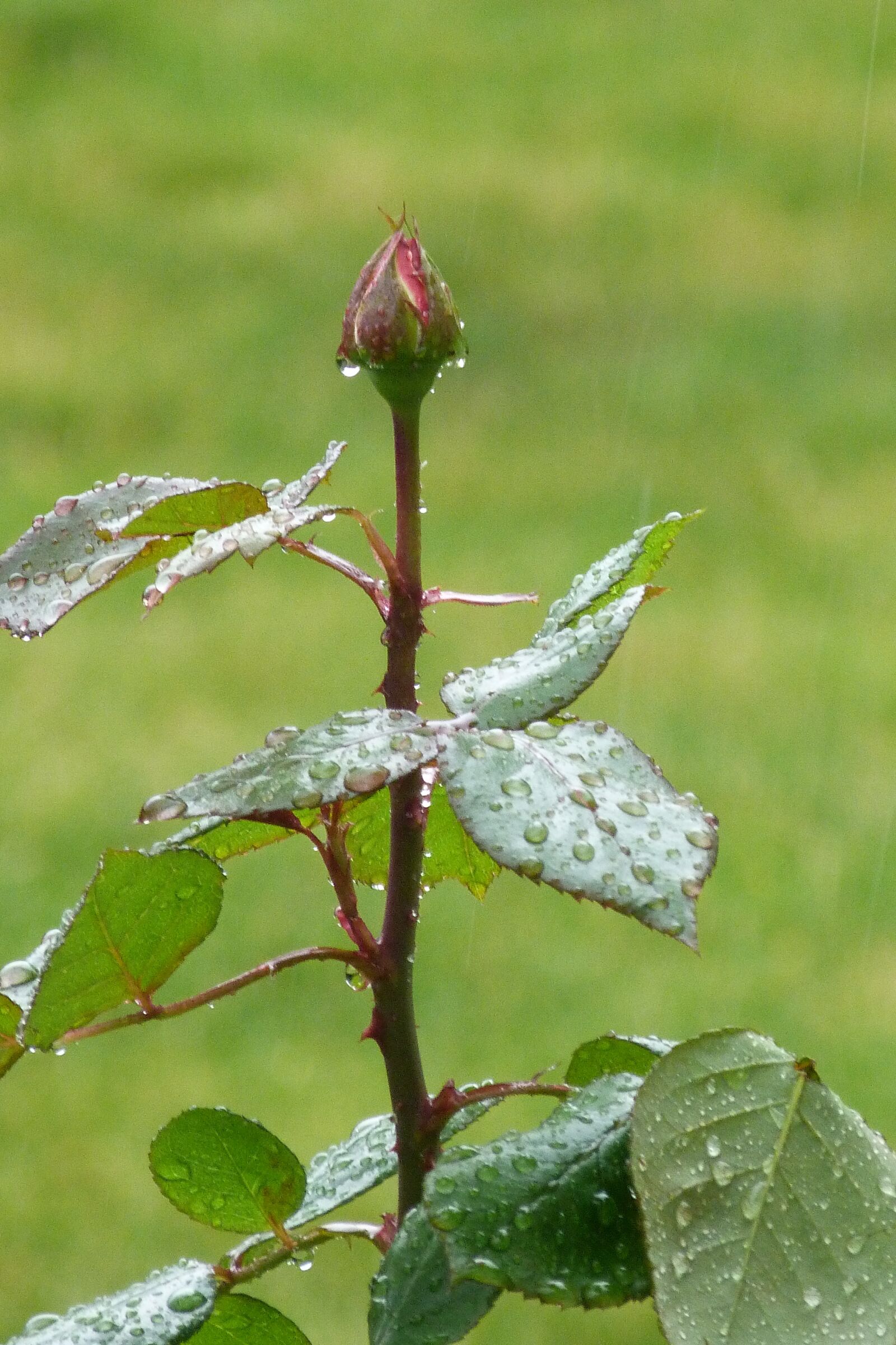 Panasonic Lumix DMC-FZ40 (Lumix DMC-FZ45) sample photo. Rose, bud, rain photography