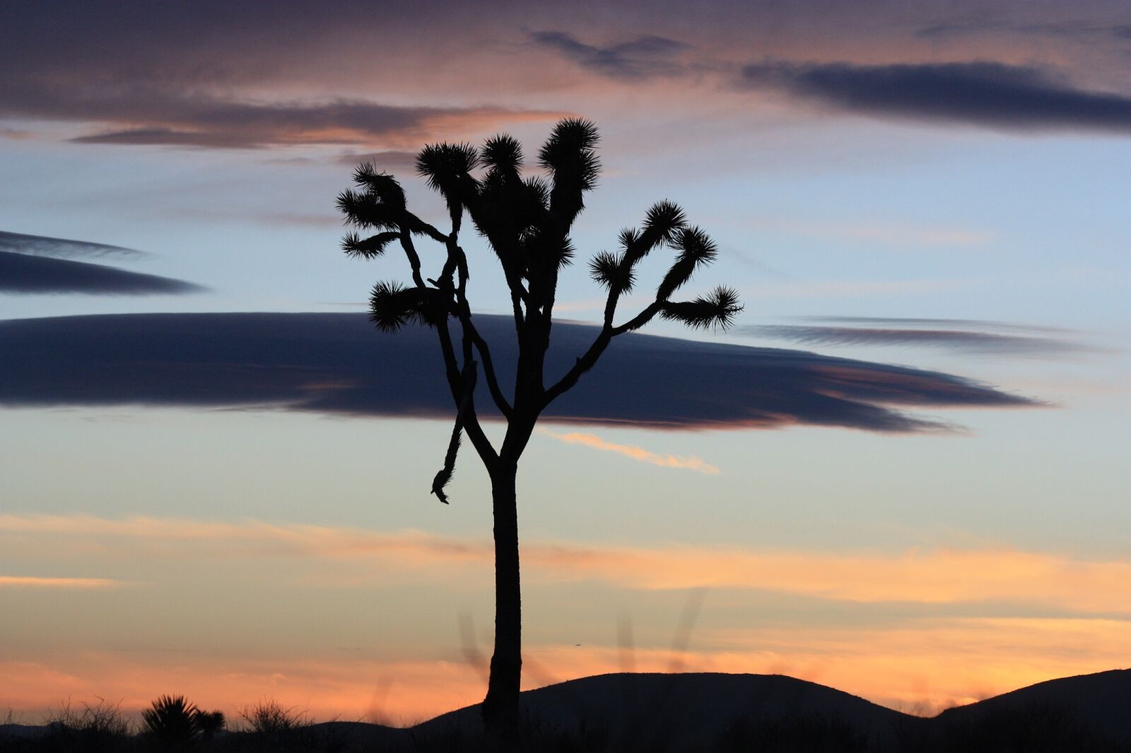 Canon EOS 450D (EOS Rebel XSi / EOS Kiss X2) sample photo. Sunset, landscape, tree photography