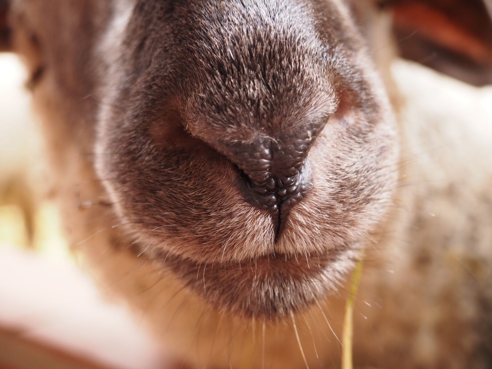 Olympus PEN E-PL7 sample photo. Sheep, animal, nose photography