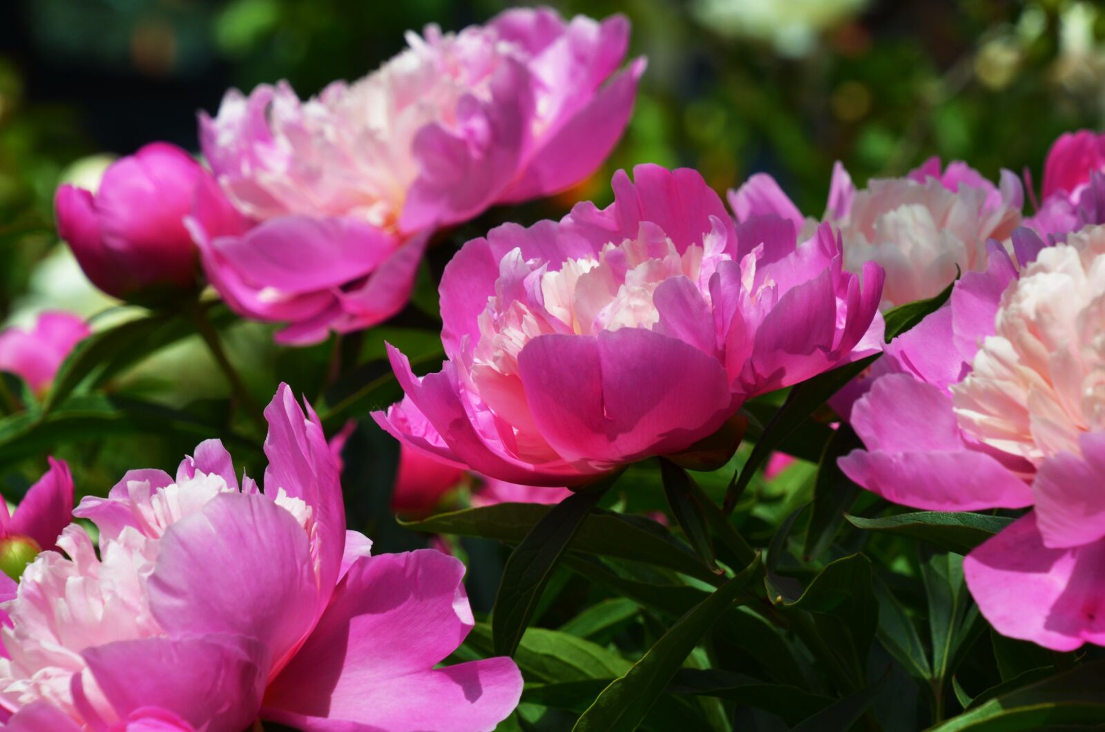 Nikon D7000 sample photo. Peony, pentecost, flower photography