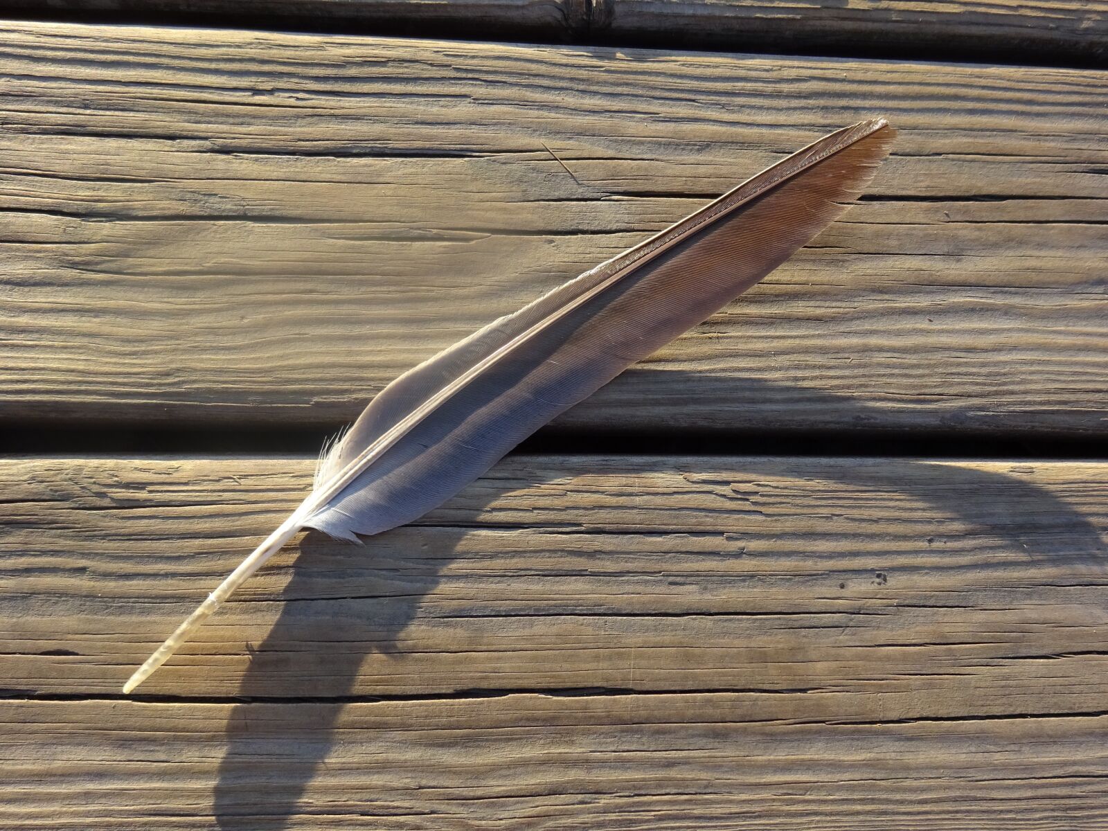 Sony Cyber-shot DSC-WX350 sample photo. Pen, wood, forest photography