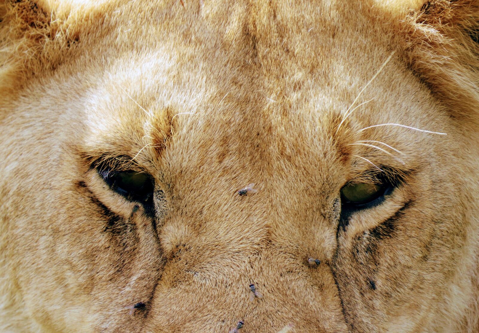 Canon PowerShot SX50 HS sample photo. Lion, safari, wildlife photography