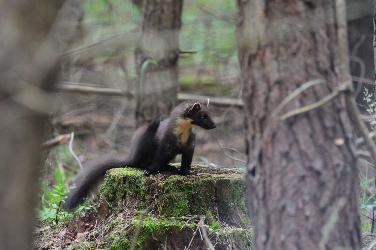 Nikon D3400 sample photo. Marten, weasel, fur photography