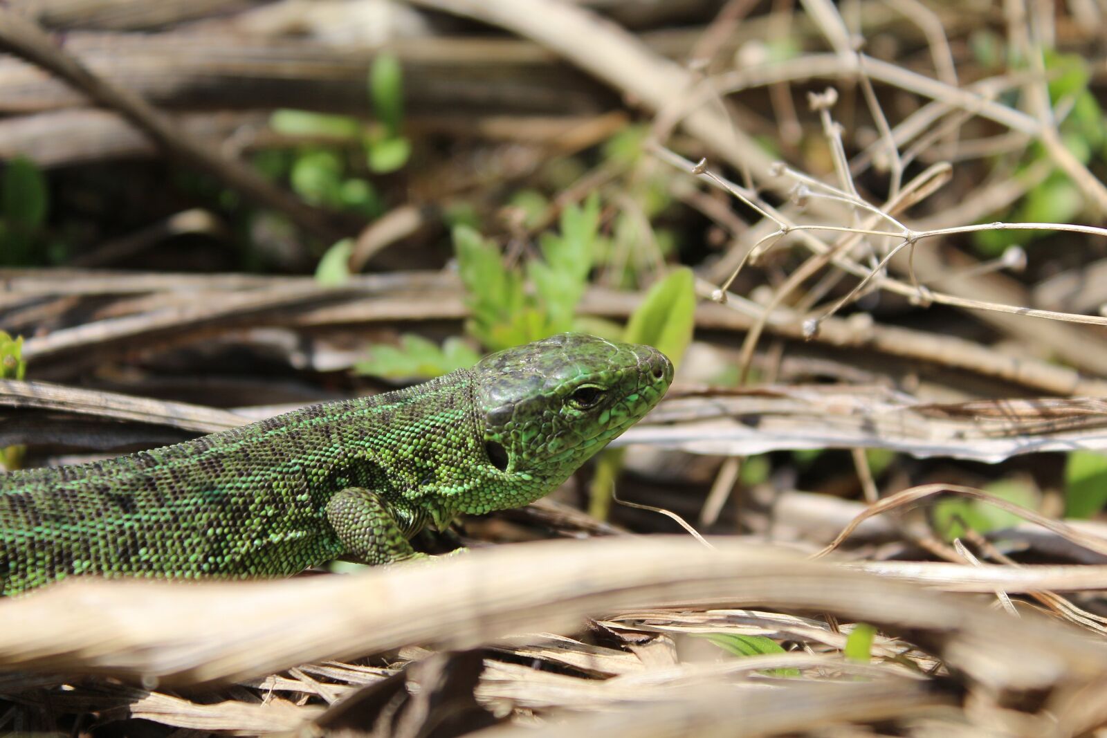 Canon EOS 650D (EOS Rebel T4i / EOS Kiss X6i) sample photo. Lizard, krupnyj plan, nature photography