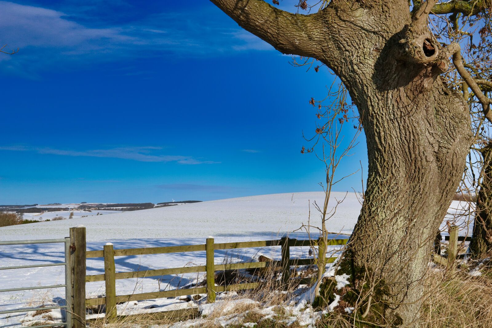 Canon EOS 750D (EOS Rebel T6i / EOS Kiss X8i) + Canon EF 17-40mm F4L USM sample photo. Tree, snow, landscape photography