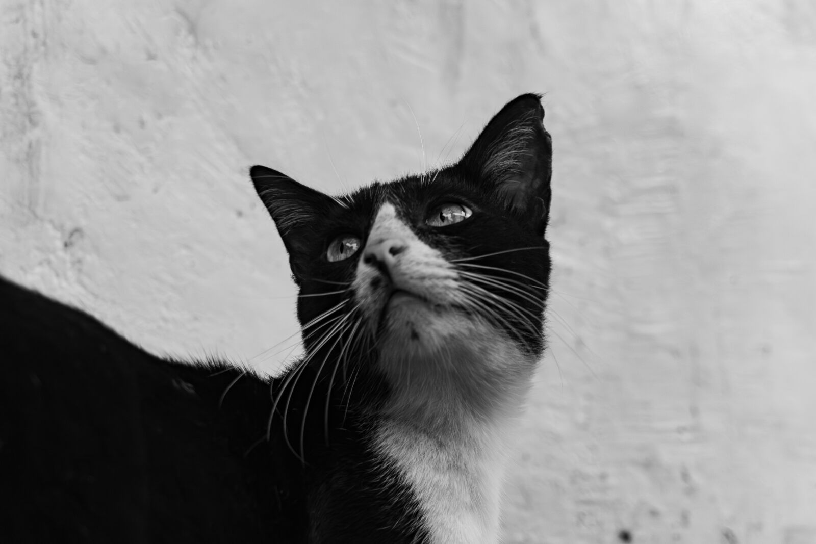Sony ZV-E10 sample photo. Stray cat photography