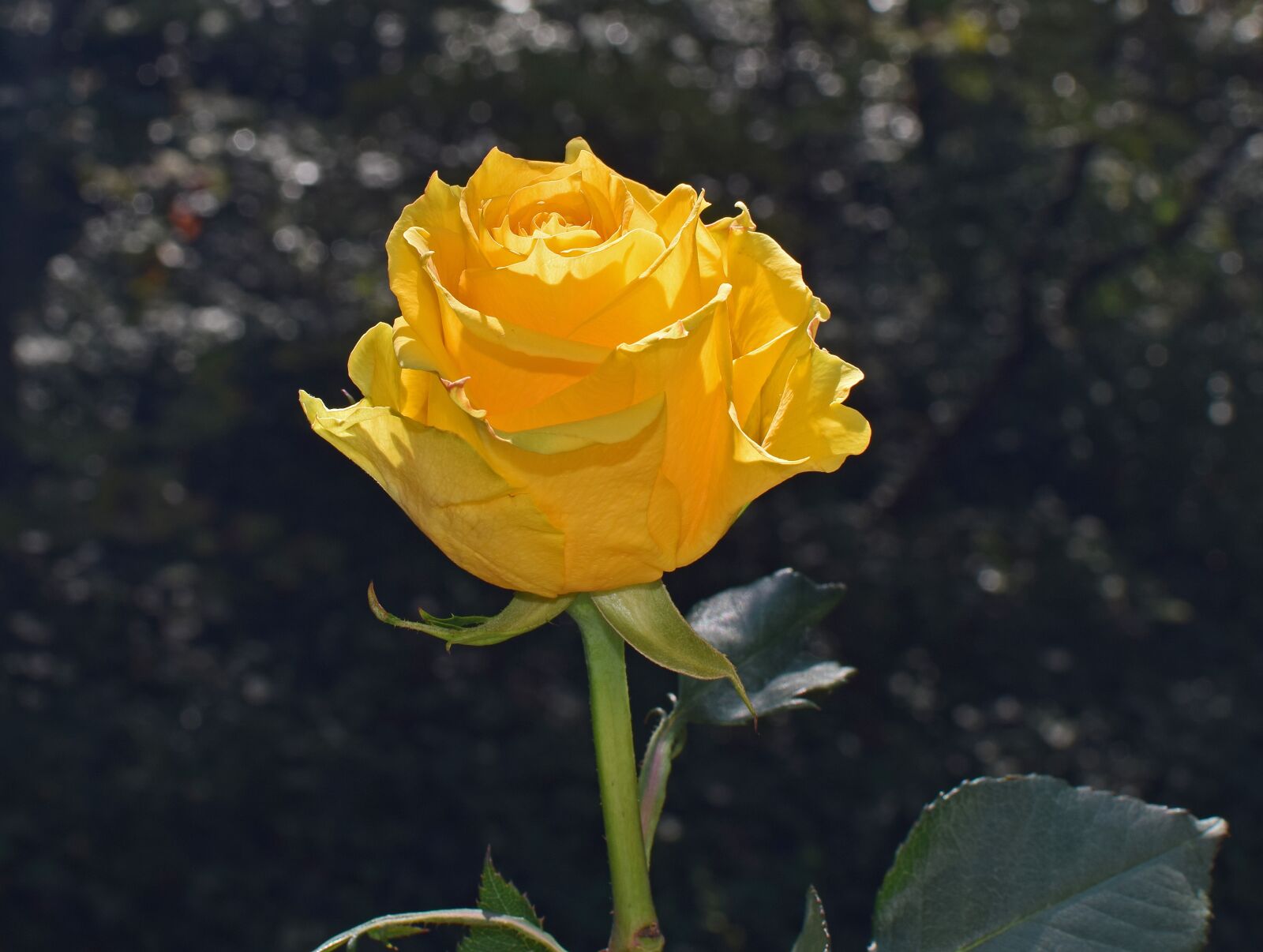Nikon D3300 sample photo. Yellow-orange rose, rose, flower photography