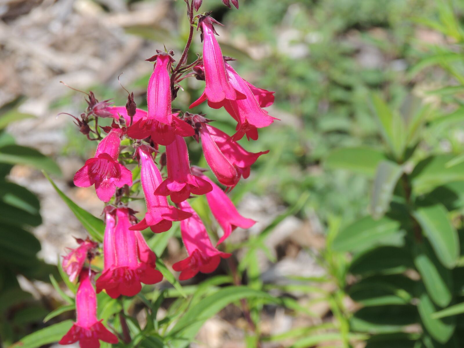 Nikon Coolpix P510 sample photo. Bell flowers, pink, blossom photography