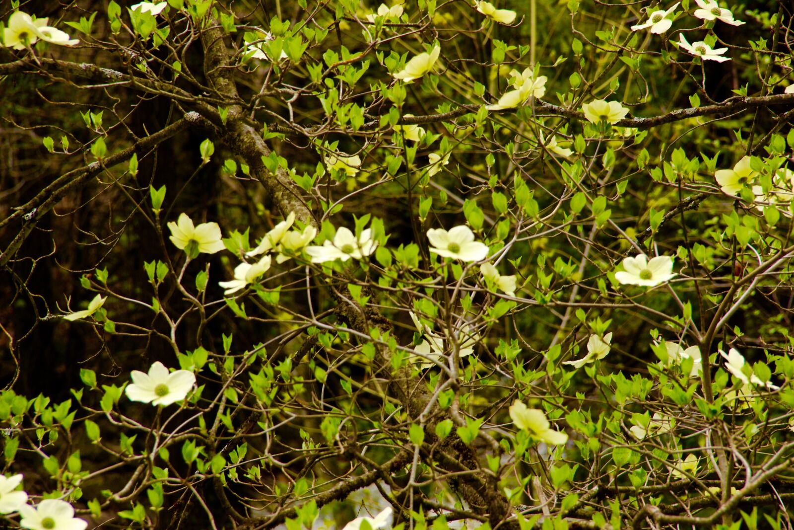 Canon EOS 600D (Rebel EOS T3i / EOS Kiss X5) sample photo. Flowers, valley, spring photography