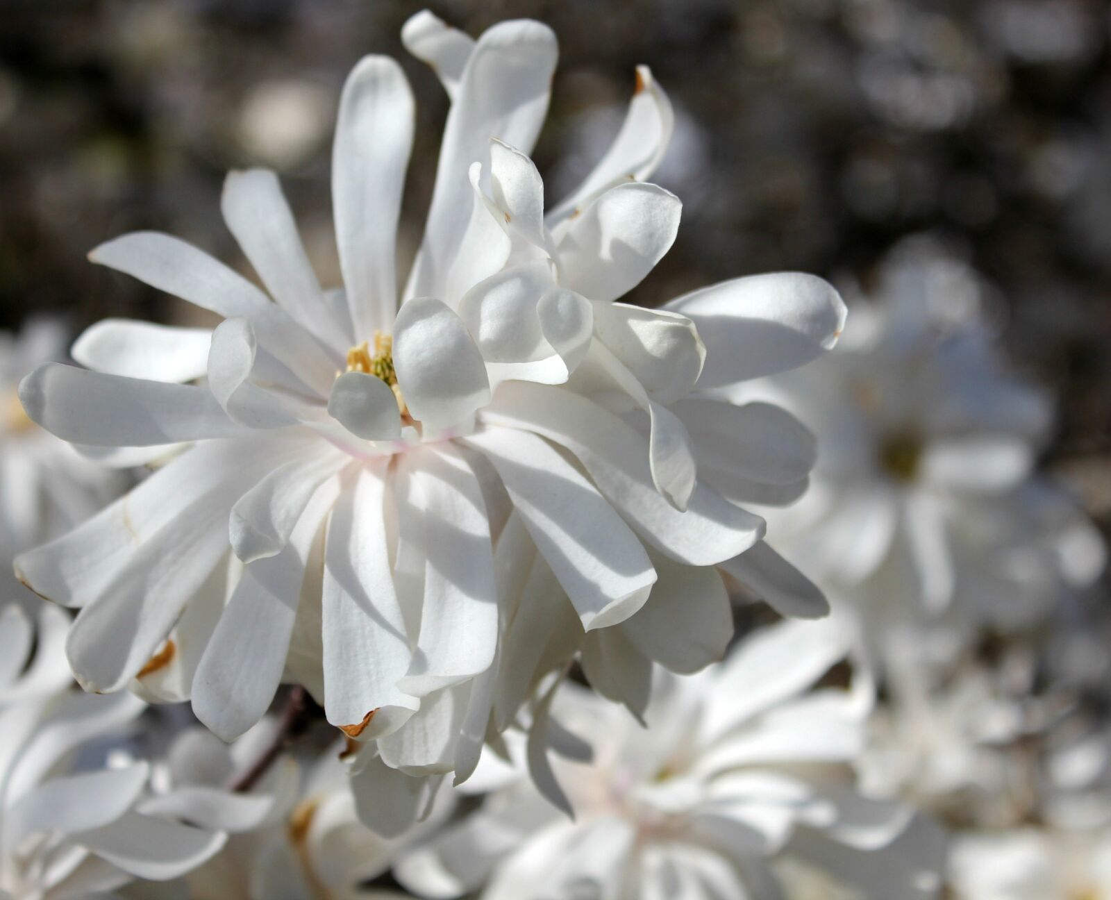 Canon EOS 550D (EOS Rebel T2i / EOS Kiss X4) sample photo. Magnolia, blossom, white photography