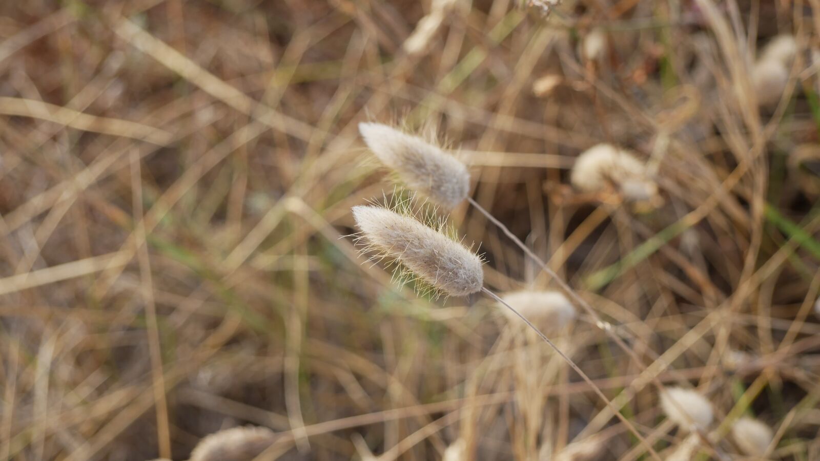 Panasonic Lumix DMC-GX85 (Lumix DMC-GX80 / Lumix DMC-GX7 Mark II) sample photo. Grass, cereals, field photography