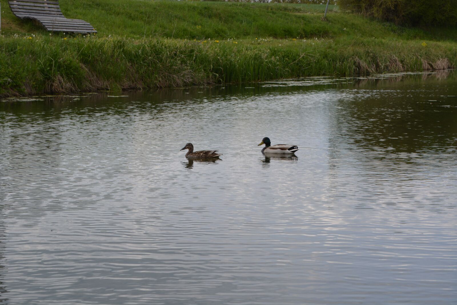 Nikon D5200 sample photo. Lake, ducks, swim photography
