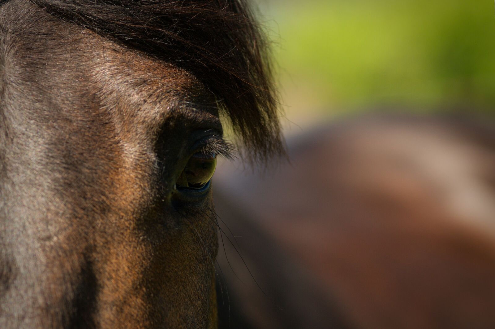 Nikon D300S sample photo. Horse, animal, eye photography