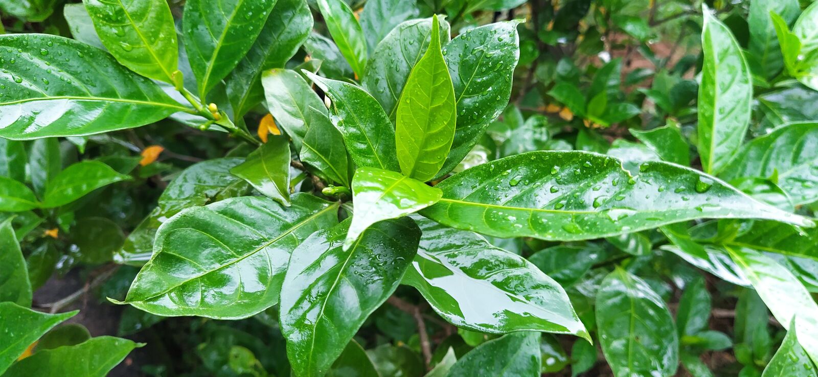 Xiaomi Mi A3 sample photo. Leaf, tree, nature photography