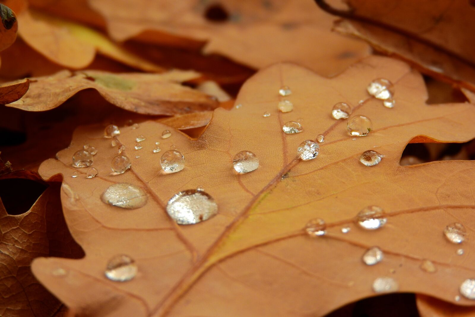 Nikon Coolpix P610 sample photo. Dew drops, dew, drops photography