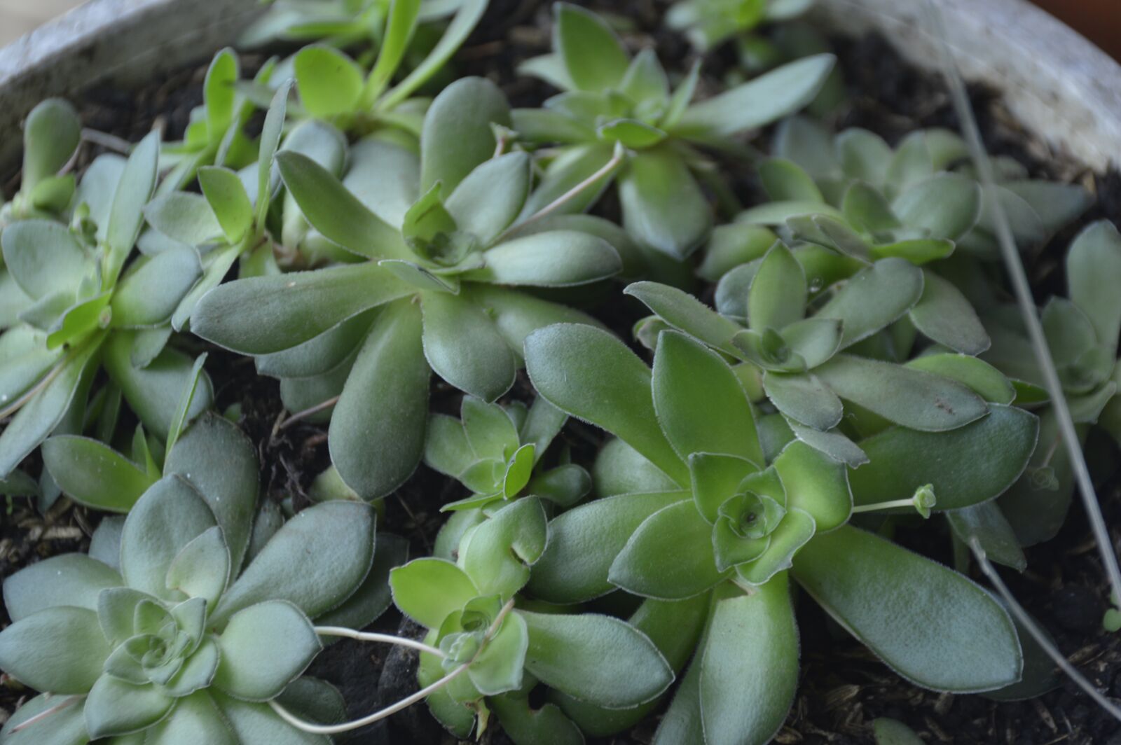 Nikon D3200 sample photo. Suculenta, planta, flor photography