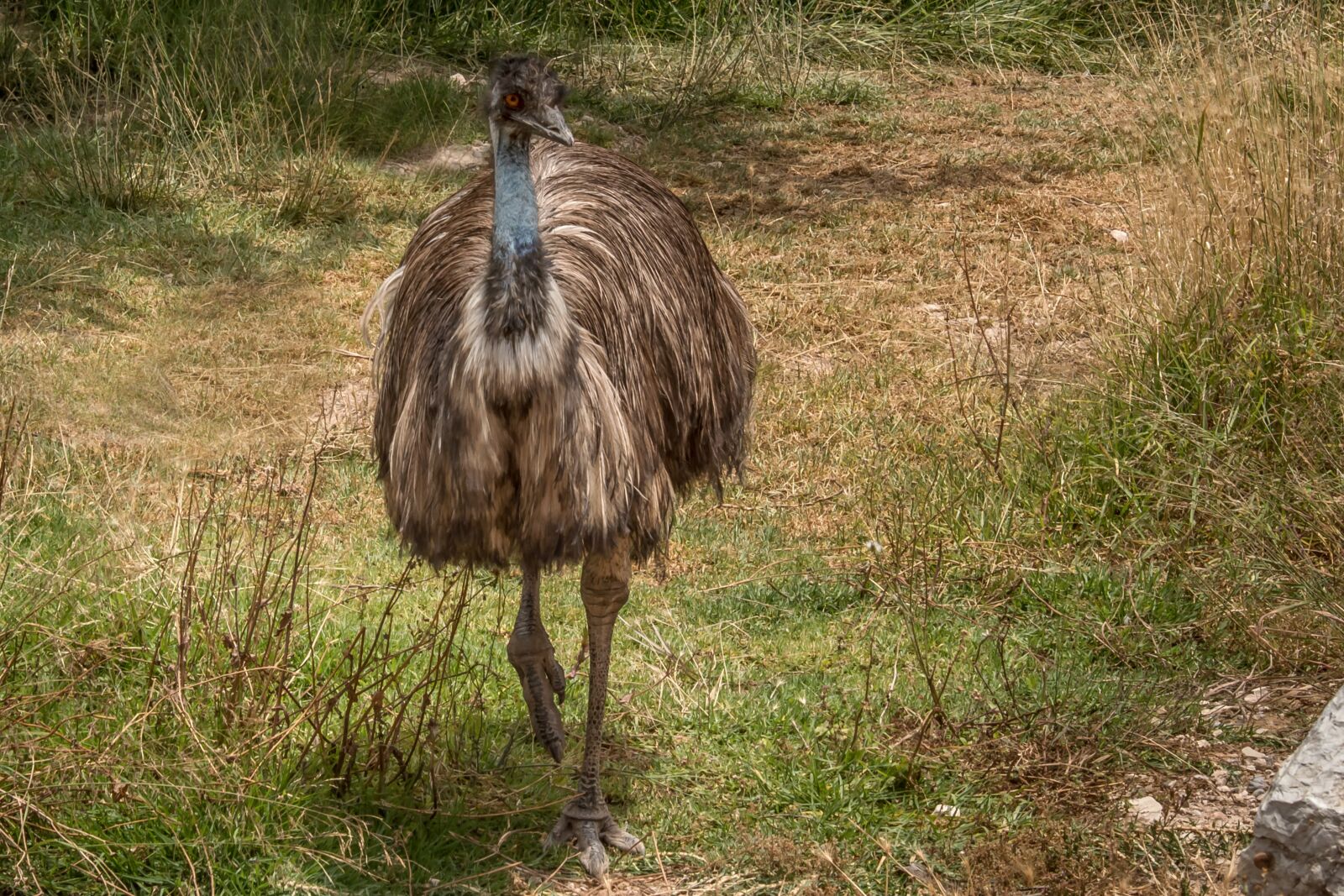 Nikon D3200 sample photo. Ostrich, animal, zoo photography
