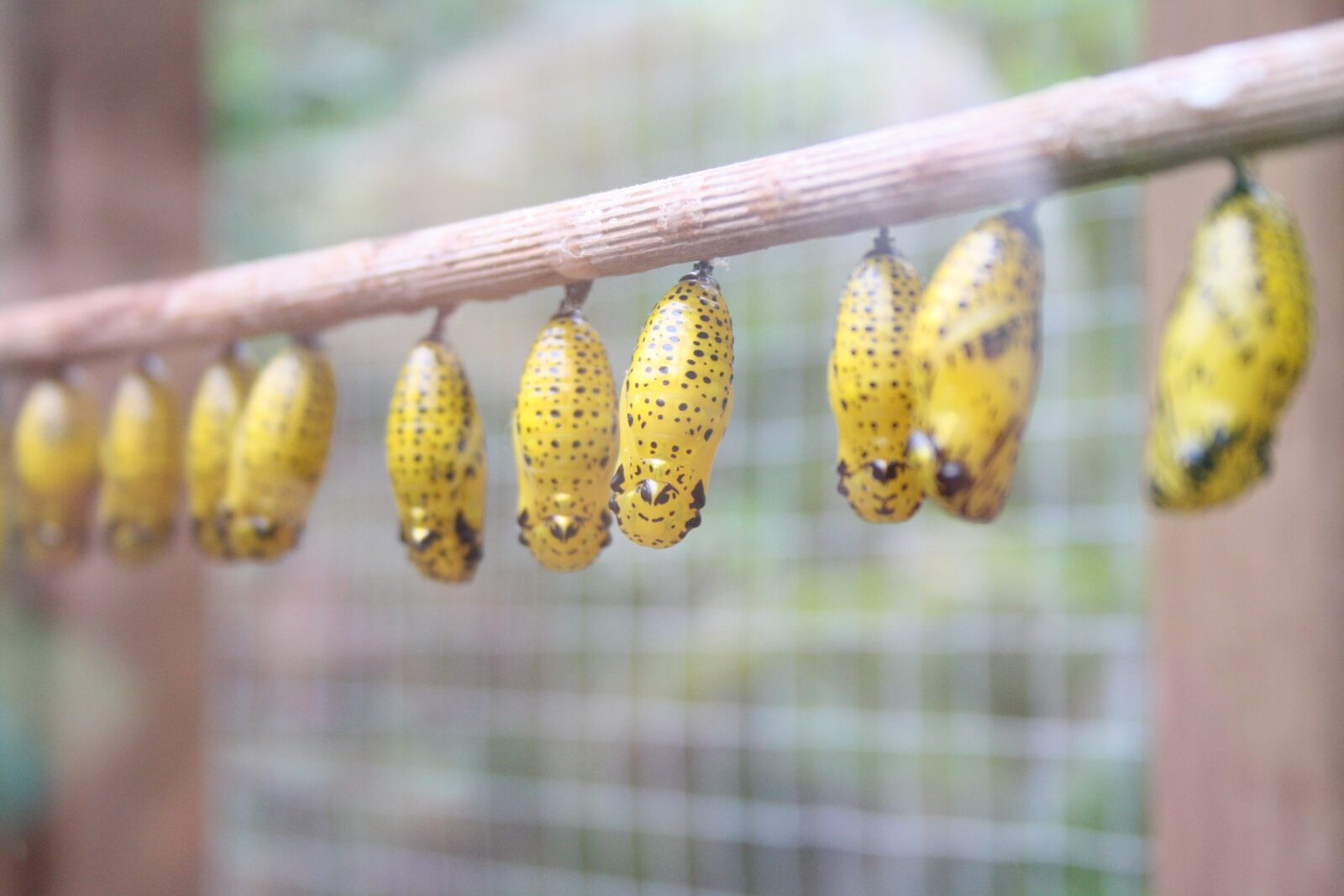 Canon EOS 1000D (EOS Digital Rebel XS / EOS Kiss F) sample photo. Metamorphosis, chrysalis, larva photography