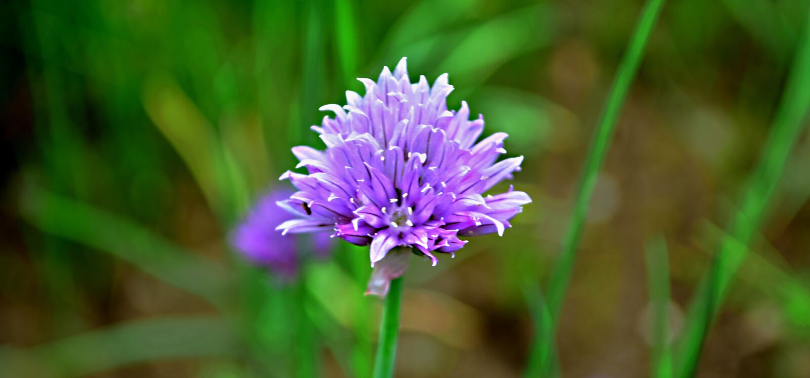 Nikon D5300 sample photo. Field bloom, meadow photography