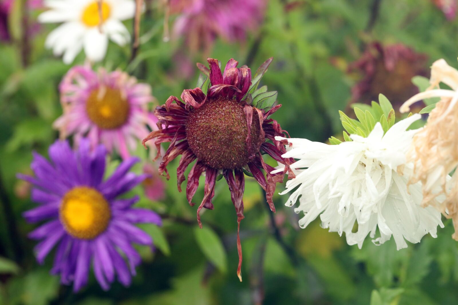 Canon EF 100mm F2.8L Macro IS USM sample photo. Flower, autumn, nature photography