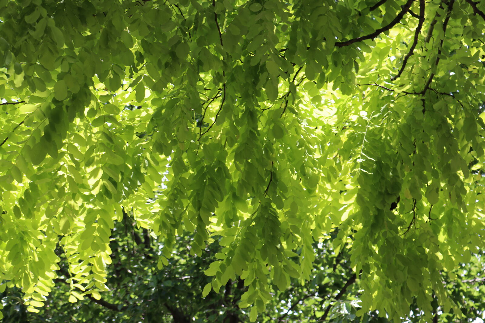 Canon EOS 80D sample photo. Green, leafs, summer, trees photography