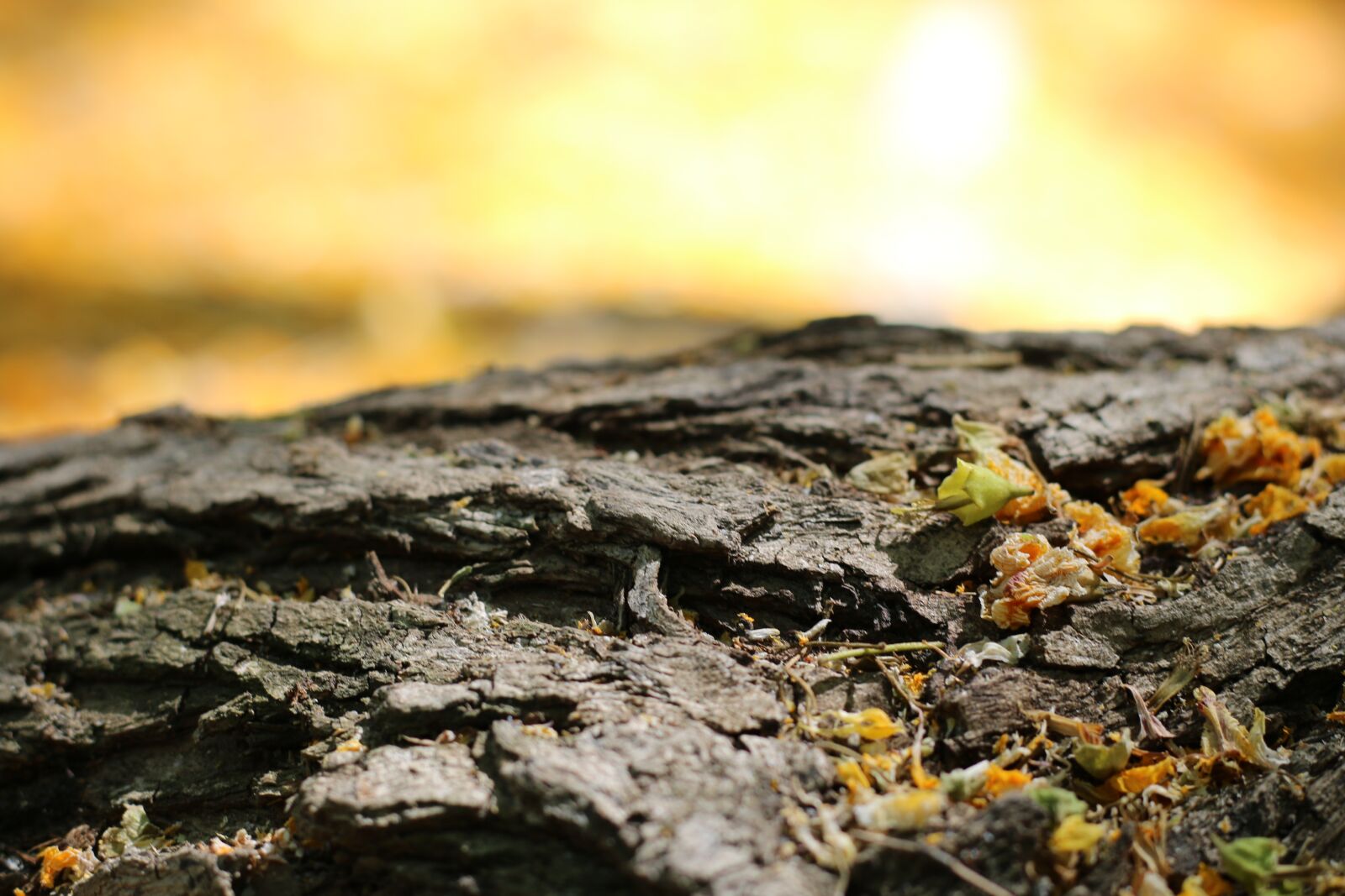 Canon EOS 70D + Canon EF 50mm F1.8 STM sample photo. Yellow, bark, tree photography