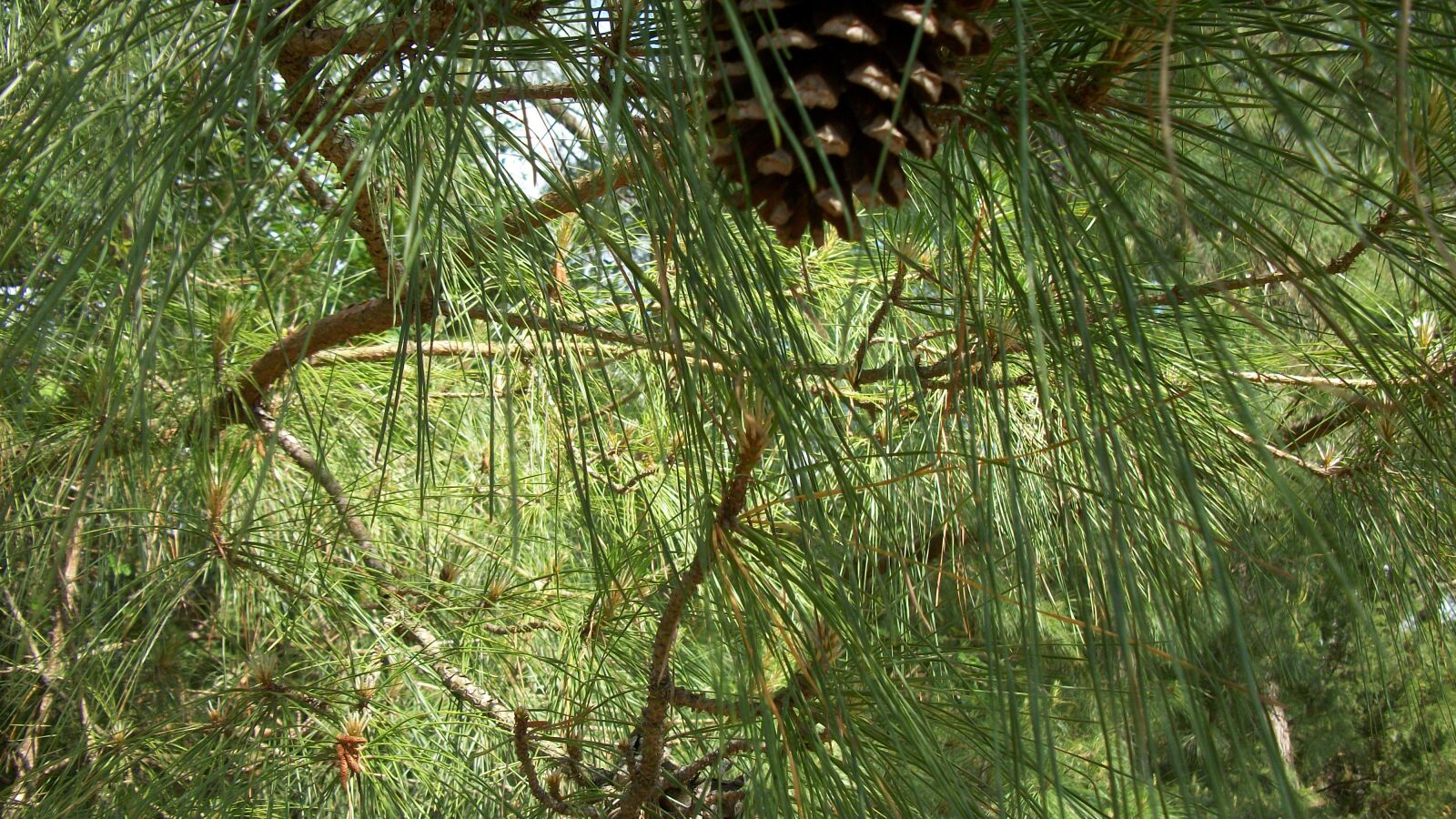 Kodak EASYSHARE C182 DIGITAL CAMERA sample photo. Pine tree, pinecone, pine photography